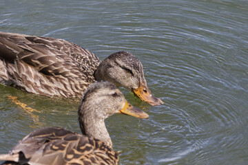 Fototapeta premium Mallard Ducks in the Water