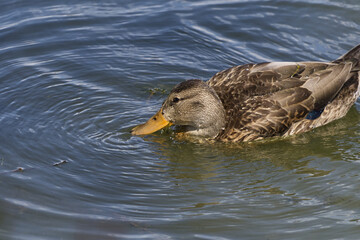 Mallard Duck in the Water