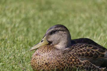 A Duck on the Grass