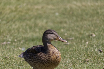 A Duck on the Grass
