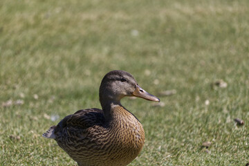 A Duck on the Grass