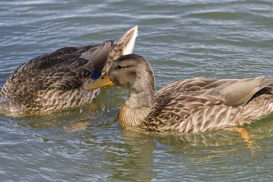Mallard Ducks in the Water