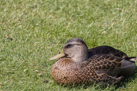 A Duck on the Grass