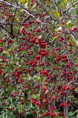 Red Hawthorn (Crataegus) berries in autumn. The plant is also known as Quickthorn, Thornapple, Whitethorn, Mayflower or Hawberry.