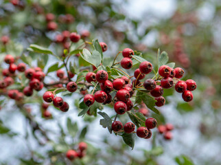 Red Hawthorn (Crataegus) berries in autumn. The plant is also known as Quickthorn, Thornapple, Whitethorn, Mayflower or Hawberry.