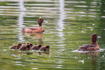 Tufted duck Family swims with their ducklings in green lake water.
