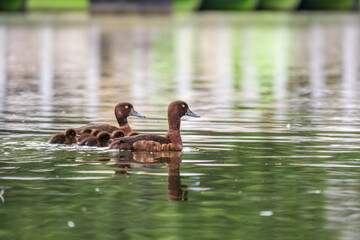 Tufted duck Family swims with their ducklings in green lake water.