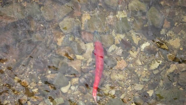 Colorful red Kokanee salmon in Sheep Creek during the spawn from Flaming Gorge in Utah.