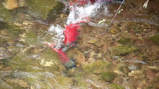 Aggressive Kokanee salmon biting each other during the spawn at Flaming Gorge in Sheep Creek.