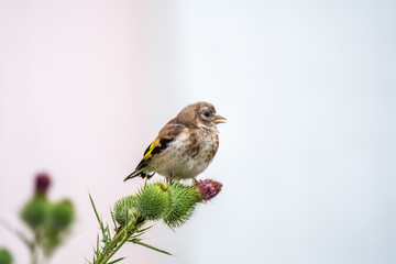 European goldfinch with juvenile plumage, feeding on the seeds of thistles. Carduelis carduelis.
