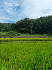 summer green rice field. Rural landscape.