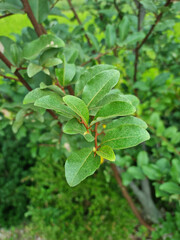 
Olive Berries tree leaves and branches.