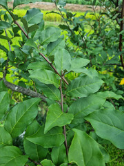 
Olive Berries tree leaves and branches.