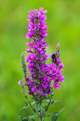 Summer Flowering Purple Loosestrife, Lythrum tomentosum on a green blured background.