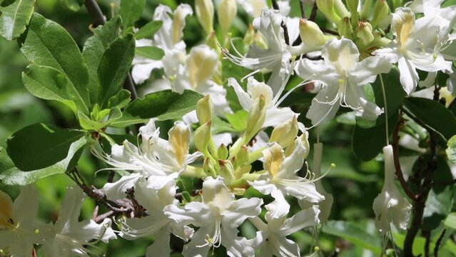 White flowering terminal indeterminate raceme inflorescence of Rhododendron Occidentale, Ericaceae, native monoclinous deciduous woody shrub in the San Jacinto Mountains, Peninsular Ranges, Summer.