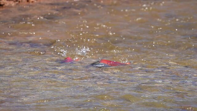 Kokanee salmon spawning in Sheep Creek up from Flaming Gorge Utah as the swim in the shallows.