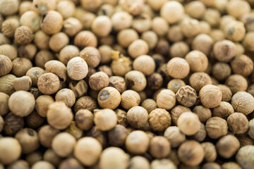 Coriander plant Coriandrum sativum, both leaves and seeds,