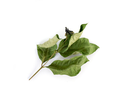 Bay leaf starting to dry isolated on a white background