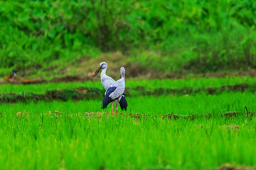 Asian openbills in paddy field