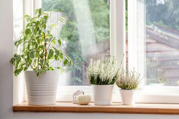White pumpkin, ceramic decoration house and white heather pots on a wooden windowsill bathed in sunlight. Autumn decor