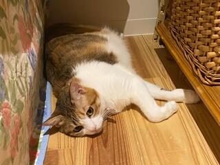 Adorable 2 years old Ms. Macaron lying on the floor, year 2022 Tokyko Japan