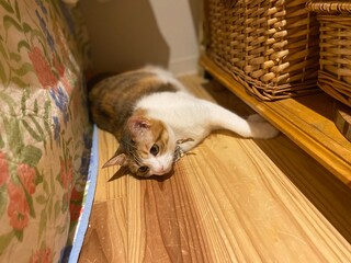 Playing with strings, the 2 years old Ms. Macaron at home, the life with the love ones, year 2022...