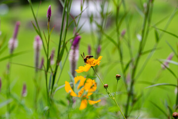 Close up photo of bee swarming flowers