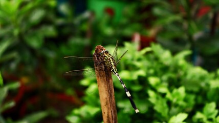 dragonfly on a branch