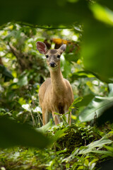 panamaniam deer