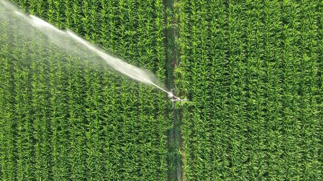 Sprinkler watering young corn field
