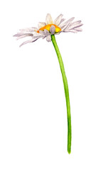 watercolor daisiy, wild flower, field herbs, natural element, hand drawn illustration