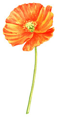 watercolor drawing orange poppy flower, eschscholzia, isolated floral element , hand drawn illustration