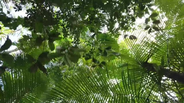 Teto de uma floresta tropical umida