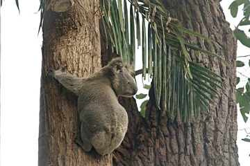 Foto op Plexiglas A fluffy koala climbing a tree looks over his shoulder at a palm tree © William