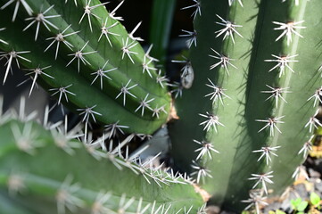 beautiful cactus in the garden