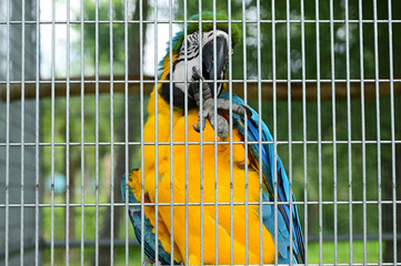 beautiful macaw in a cage, tropical animal