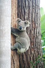 Male koala bear climbing a tree in a nature reserve