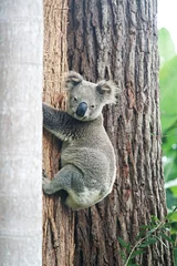 Poster Male koala bear climbing a tree in a nature reserve © William