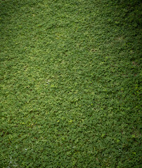 Obraz premium green grass background