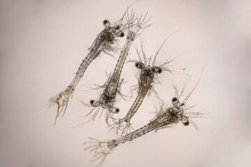 Shrimp, Zoea stage and Mysis stage of Vannamei shrimp in light microscope, Shrimp larvae under a microscope, White shrimp, Nauplius, zoea, Larvae. Background.