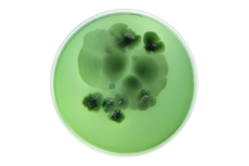 Petri dish and culture media with bacteria on white background with clipping, Test various germs, virus, Coronavirus, Corona, COVID-19, Microbial population count, Food science.