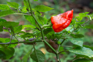 chilli plant with red ripe fruit, isolated on green natural garden background, common spicy...
