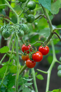 cherry tomato plant with ripe and unripe tomatoes on green natural background, small bite sized, red orange fruits in soft-focus with copy space
