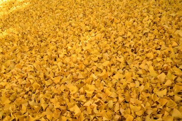 一面に降り積もったイチョウの黄色い絨毯