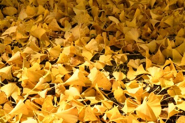 一面に降り積もったイチョウの黄色い絨毯