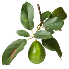 avocado in the tree branch isolated, also known as alligator pear or butter fruit, fresh fruit with...