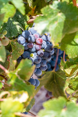 Bunches of ripe black wine grapes close-up among green foliage. Harvest season