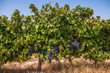 Fototapeta na wymiar Bunches of ripe black wine grapes close-up among green foliage. Harvest season