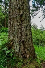 Baumstamm der Douglasien (Pseudotsuga) im botanischen Garten Inverewe Garden, bei Poolewe, Achnasheen, Highland, Schottland