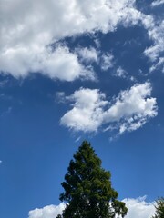 Obraz premium The tree and the September sky from Tokyo downtown. Year 2022
